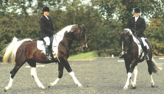 Coloured Dressage Stallion - Cutsdean of Centyfield